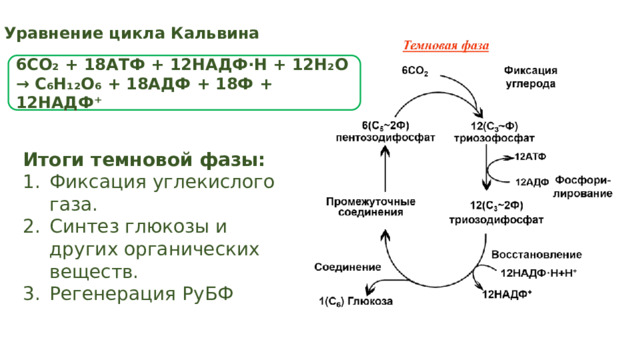 Уравнение цикла Кальвина 6CO₂ + 18АТФ + 12НАДФ·H + 12H₂O → C₆H₁₂O₆ + 18АДФ + 18Ф + 12НАДФ⁺ Итоги темновой фазы: Фиксация углекислого газа. Синтез глюкозы и других органических веществ. Регенерация РуБФ 