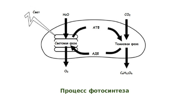 Процесс фотосинтеза 