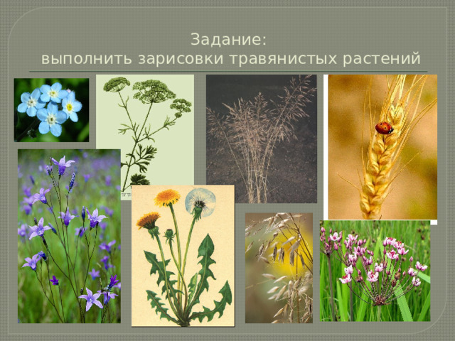 Задание:  выполнить зарисовки травянистых растений 