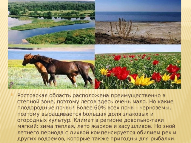 Ростовская область расположена преимущественно в степной зоне, поэтому лесов здесь очень мало. Но какие плодородные почвы! Более 60% всех почв – черноземы, поэтому выращивается большая доля злаковых и огородных культур. Климат в регионе довольно-таки мягкий: зима теплая, лето жаркое и засушливое. Но зной летнего периода с лихвой компенсируется обилием рек и других водоемов, которые также пригодны для рыбалки. 