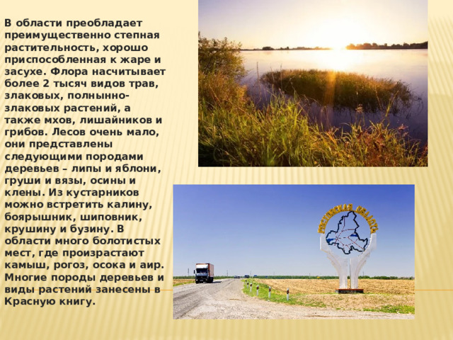В области преобладает преимущественно степная растительность, хорошо приспособленная к жаре и засухе. Флора насчитывает более 2 тысяч видов трав, злаковых, полнынно-злаковых растений, а также мхов, лишайников и грибов. Лесов очень мало, они представлены следующими породами деревьев – липы и яблони, груши и вязы, осины и клены. Из кустарников можно встретить калину, боярышник, шиповник, крушину и бузину. В области много болотистых мест, где произрастают камыш, рогоз, осока и аир. Многие породы деревьев и виды растений занесены в Красную книгу. 