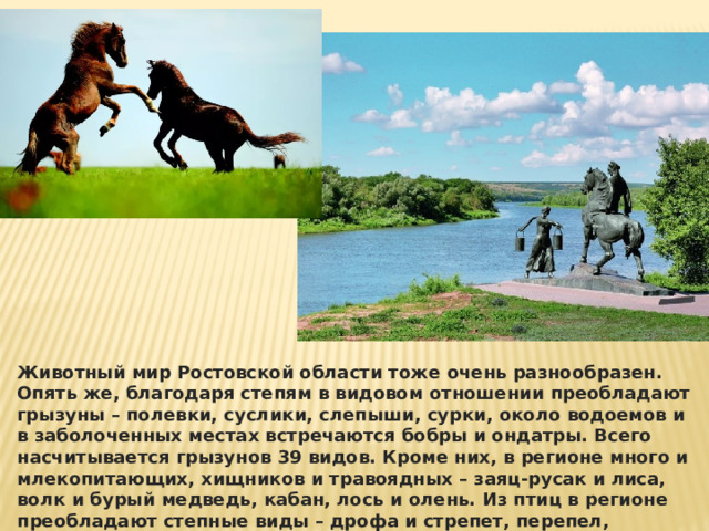 Животный мир Ростовской области тоже очень разнообразен. Опять же, благодаря степям в видовом отношении преобладают грызуны – полевки, суслики, слепыши, сурки, около водоемов и в заболоченных местах встречаются бобры и ондатры. Всего насчитывается грызунов 39 видов. Кроме них, в регионе много и млекопитающих, хищников и травоядных – заяц-русак и лиса, волк и бурый медведь, кабан, лось и олень. Из птиц в регионе преобладают степные виды – дрофа и стрепет, перепел, куропатка и степной орел. Многие виды пернатых и животных занесены в Красную книгу. Правительство и областные власти области делают все, чтобы их сохранить. 