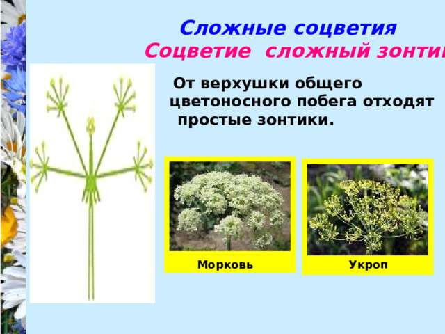 Сложные соцветия Соцветие сложный зонтик От верхушки общего цветоносного побега отходят простые зонтики. Морковь Укроп 