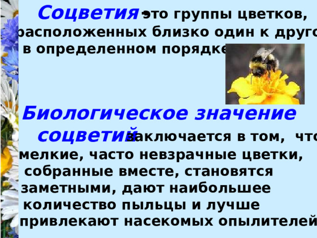  - Соцветия это группы цветков, расположенных близко один к другому в определенном порядке. Биологическое значение соцветий заключается в том, что мелкие, часто невзрачные цветки, собранные вместе, становятся заметными, дают наибольшее количество пыльцы и лучше привлекают насекомых опылителей. 