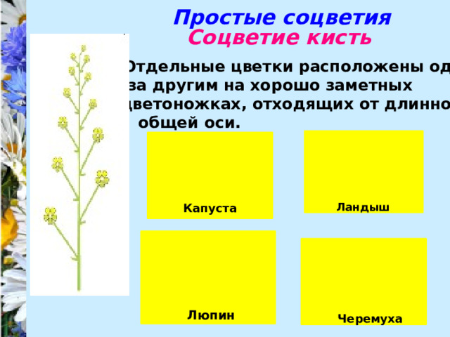 Простые соцветия Соцветие кисть Отдельные цветки расположены один за другим на хорошо заметных цветоножках, отходящих от длинной общей оси. 