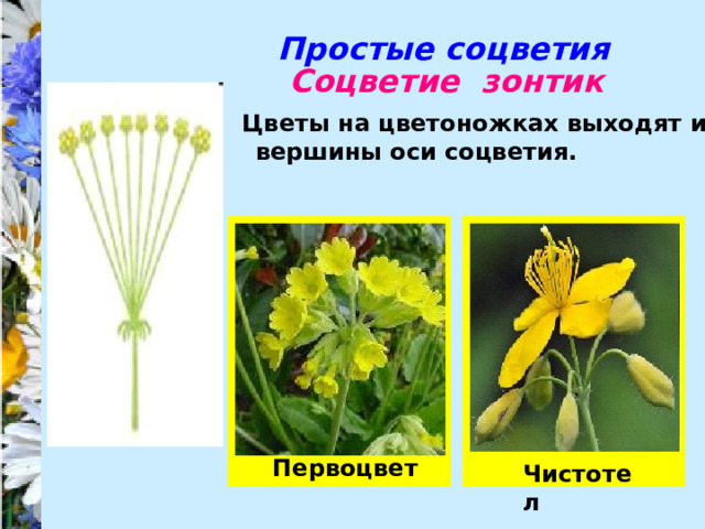 Простые соцветия Соцветие зонтик Цветы на цветоножках выходят из вершины оси соцветия. Первоцвет Чистотел 
