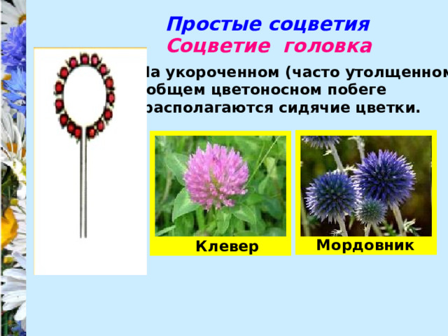Простые соцветия Соцветие головка На укороченном (часто утолщенном) общем цветоносном побеге располагаются сидячие цветки. Мордовник Клевер 