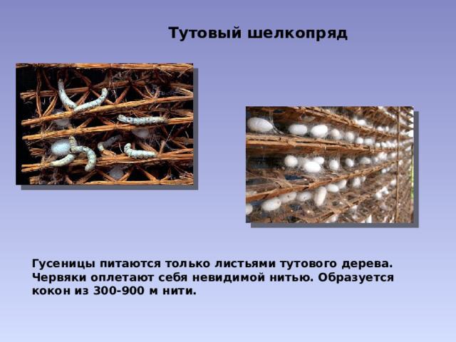 Тутовый шелкопряд Гусеницы питаются только листьями тутового дерева. Червяки оплетают себя невидимой нитью. Образуется кокон из 300-900 м нити. 