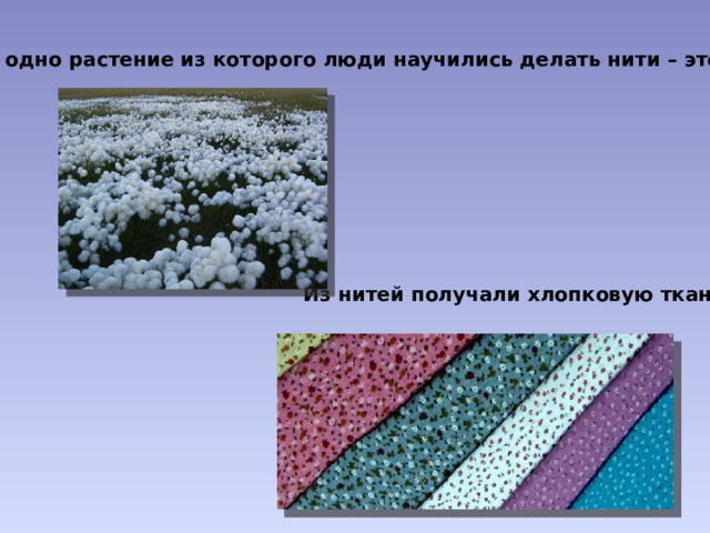 Ещё одно растение из которого люди научились делать нити – это хлопок Из нитей получали хлопковую ткань 