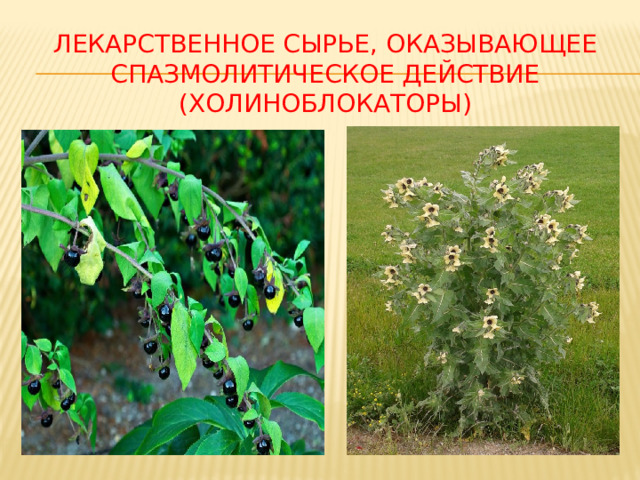 ЛЕКАРСТВЕННОЕ СЫРЬЕ, ОКАЗЫВАЮЩЕЕ СПАЗМОЛИТИЧЕСКОЕ ДЕЙСТВИЕ (ХОЛИНОБЛОКАТОРЫ) 