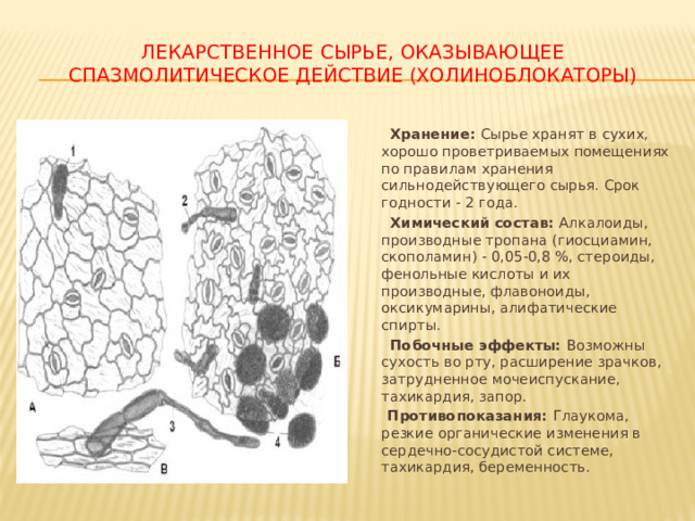 ЛЕКАРСТВЕННОЕ СЫРЬЕ, ОКАЗЫВАЮЩЕЕ СПАЗМОЛИТИЧЕСКОЕ ДЕЙСТВИЕ (ХОЛИНОБЛОКАТОРЫ)  Хранение: Сырье хранят в сухих, хорошо проветриваемых помещениях по правилам хранения сильнодействующего сырья. Срок годности - 2 года.  Химический состав: Алкалоиды, производные тропана (гиосциамин, скополамин) - 0,05-0,8 %, стероиды, фенольные кислоты и их производные, флавоноиды, оксикумарины, алифатические спирты.  Побочные эффекты: Возможны сухость во рту, расширение зрачков, затрудненное мочеиспускание, тахикардия, запор.  Противопоказания: Глаукома, резкие органические изменения в сердечно-сосудистой системе, тахикардия, беременность. 