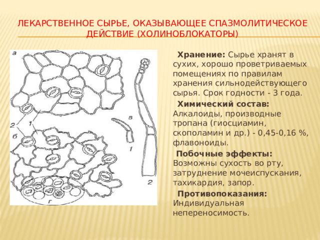 ЛЕКАРСТВЕННОЕ СЫРЬЕ, ОКАЗЫВАЮЩЕЕ СПАЗМОЛИТИЧЕСКОЕ ДЕЙСТВИЕ (ХОЛИНОБЛОКАТОРЫ)  Хранение: Сырье хранят в сухих, хорошо проветриваемых помещениях по правилам хранения сильнодействующего сырья. Срок годности - 3 года.  Химический состав: Алкалоиды, производные тропана (гиосциамин, скополамин и др.) - 0,45-0,16 %, флавоноиды.  Побочные эффекты: Возможны сухость во рту, затруднение мочеиспускания, тахикардия, запор.  Противопоказания: Индивидуальная непереносимость. 