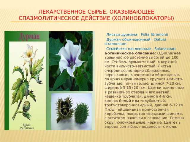 ЛЕКАРСТВЕННОЕ СЫРЬЕ, ОКАЗЫВАЮЩЕЕ СПАЗМОЛИТИЧЕСКОЕ ДЕЙСТВИЕ (ХОЛИНОБЛОКАТОРЫ)  Листья дурмана - Folia Stramonii  Дурман обыкновенный - Datura stramonium  Семейство пасленовые - Solanaceae. Ботаническое описание: Однолетнее травянистое растение высотой до 100 см. Стебель прямостоячий, в верхней части вильчато-ветвистый. Листья очередные, попарно сближенные, черешковые, в очертании яйцевидные, по краю неравномерно крупновыемчато-зубчатые, почти голые, длиной 7-20 см, шириной 5-15 (20) см. Цветки одиночные в развилинах стебля и его ветвей, чашечка трубчатая, длиной 4-6 см, венчик белый или голубоватый, трубчатоворонковидный, длиной 6-12 см. Плод - яйцевидная прямостоячая коробочка, покрытая твердыми шипами, с остатком чашечки в основании. Семена округлопочковидные, черные. Цветет в апреле-сентябре, плодоносит с июля. 