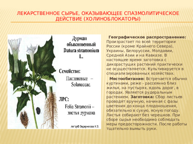 ЛЕКАРСТВЕННОЕ СЫРЬЕ, ОКАЗЫВАЮЩЕЕ СПАЗМОЛИТИЧЕСКОЕ ДЕЙСТВИЕ (ХОЛИНОБЛОКАТОРЫ)  Географическое распространение: Произрастает по всей территории России (кроме Крайнего Севера), Украины, Белоруссии, Молдавии, Средней Азии и на Кавказе. В настоящее время заготовка с дикорастущих растений практически не осуществляется. Культивируется в специализированных хозяйствах.  Местообитание: Встречается обычно куртинами, реже - рассеянно близ жилья, на пустырях, вдоль дорог, в городах. Является рудеральным растением. Заготовка: Сбор листьев проводят вручную, начиная с фазы цветения до конца плодоношения, обязательно в сухую, ясную погоду. Листья собирают без черешков. При сборе сырья необходимо соблюдать меры предосторожности. После работы тщательно вымыть руки. 