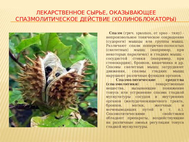 ЛЕКАРСТВЕННОЕ СЫРЬЕ, ОКАЗЫВАЮЩЕЕ СПАЗМОЛИТИЧЕСКОЕ ДЕЙСТВИЕ (ХОЛИНОБЛОКАТОРЫ)  Спазм (греч. spasmos, от spao - тяну) - непроизвольное тоническое сокращение (судороги) мышцы или группы мышц. Различают спазм поперечно-полосатых (скелетных) мышц (например, при некоторых параличах) и гладких мышц - сосудистой стенки (например, при стенокардии), бронхов, кишечника и др. Спазмы скелетных мышц затрудняют движения, спазмы гладких мышц нарушают различные функции органов. Спазмолитические средства (спазмолитики ) - лекарственные вещества, вызывающие понижение тонуса или устранение спазма гладкой мускулатуры сосудов и внутренних органов (желудочнокишечного тракта, бронхов, матки, желчных и мочевыводящих путей и т. п.). Спазмолитическими свойствами обладают препараты, воздействующие на различные звенья регуляции тонуса гладкой мускулатуры. 