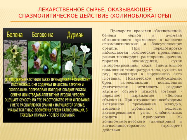 ЛЕКАРСТВЕННОЕ СЫРЬЕ, ОКАЗЫВАЮЩЕЕ СПАЗМОЛИТИЧЕСКОЕ ДЕЙСТВИЕ (ХОЛИНОБЛОКАТОРЫ)  Препараты красавки обыкновенной, белены черной и дурмана обыкновенного применяют в качестве спазмолитических и болеутоляющих средств. При передозировке наблюдаются токсические проявления: резкая тахикардия, расширение зрачков, паралич аккомодации, сухая гиперемированная кожа, значительное повышение температуры тела, сухость во рту, приводящая к нарушению акта глотания. Психическое возбуждение, бред, галлюцинации, повышенная двигательная активность создают картину острого психоза (отсюда - народное выражение: «Белены объелся»). При отравлении необходимы экстренное промывание желудка, введение дубильных веществ, активированного угля, слабительных средств и препаратов М-холиномиметического (пилокарпин) и антихолинэстеразного (прозер ин) действия. 