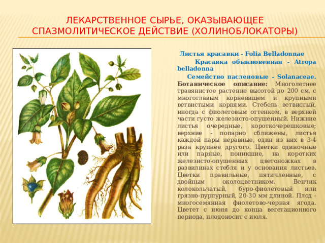 ЛЕКАРСТВЕННОЕ СЫРЬЕ, ОКАЗЫВАЮЩЕЕ СПАЗМОЛИТИЧЕСКОЕ ДЕЙСТВИЕ (ХОЛИНОБЛОКАТОРЫ)  Листья красавки - Folia Belladonnae  Красавка обыкновенная - Atropa belladonna  Семейство пасленовые - Solanaceae. Ботаническое описание: Многолетнее травянистое растение высотой до 200 см, с многоглавым корневищем и крупными ветвистыми корнями. Стебель ветвистый, иногда с фиолетовым оттенком, в верхней части густо железисто-опушенный. Нижние листья очередные, короткочерешковые; верхние - попарно сближены, листья каждой пары неравные, один из них в 3-4 раза крупнее другого. Цветки одиночные или парные, поникшие, на коротких железисто-опушенных цветоножках в развилинах стебля и у основания листьев. Цветки правильные, пятичленные, с двойным околоцветником. Венчик колокольчатый, буро-фиолетовый или грязно-пурпурный, 20-30 мм длиной. Плод - многосемянная фиолетово-черная ягода. Цветет с июня до конца вегетационного периода, плодоносит с июля. 