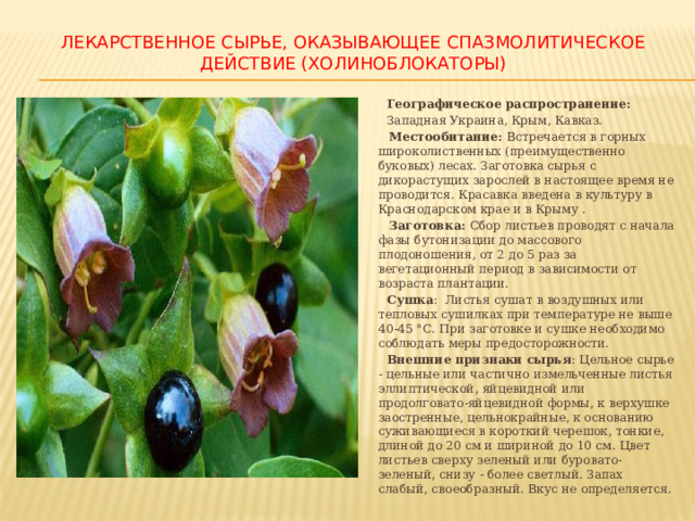 ЛЕКАРСТВЕННОЕ СЫРЬЕ, ОКАЗЫВАЮЩЕЕ СПАЗМОЛИТИЧЕСКОЕ ДЕЙСТВИЕ (ХОЛИНОБЛОКАТОРЫ)  Географическое распространение:   Западная Украина, Крым, Кавказ.  Местообитание: Встречается в горных широколиственных (преимущественно буковых) лесах. Заготовка сырья с дикорастущих зарослей в настоящее время не проводится. Красавка введена в культуру в Краснодарском крае и в Крыму .  Заготовка: Сбор листьев проводят с начала фазы бутонизации до массового плодоношения, от 2 до 5 раз за вегетационный период в зависимости от возраста плантации.  Сушка : Листья сушат в воздушных или тепловых сушилках при температуре не выше 40-45 °С. При заготовке и сушке необходимо соблюдать меры предосторожности.  Внешние признаки сырья : Цельное сырье - цельные или частично измельченные листья эллиптической, яйцевидной или продолговато-яйцевидной формы, к верхушке заостренные, цельнокрайные, к основанию суживающиеся в короткий черешок, тонкие, длиной до 20 см и шириной до 10 см. Цвет листьев сверху зеленый или буровато-зеленый, снизу - более светлый. Запах слабый, своеобразный. Вкус не определяется. 