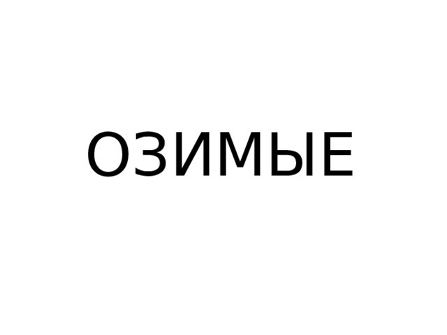 ОЗИМЫЕ 