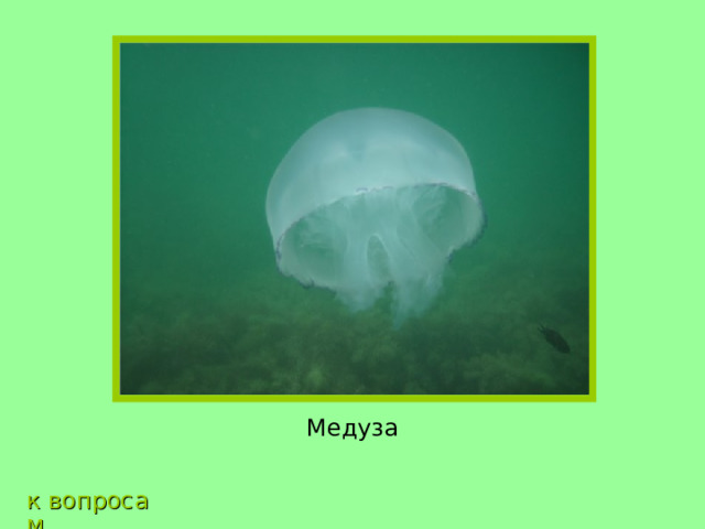 Медуза к вопросам 