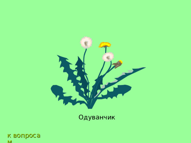 Одуванчик к вопросам 