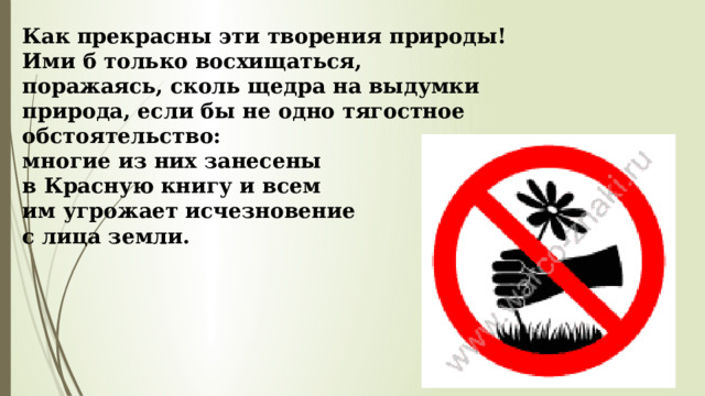 Как прекрасны эти творения природы! Ими б только восхищаться, поражаясь, сколь щедра на выдумки природа, если бы не одно тягостное обстоятельство: многие из них занесены в Красную книгу и всем им угрожает исчезновение с лица земли. 