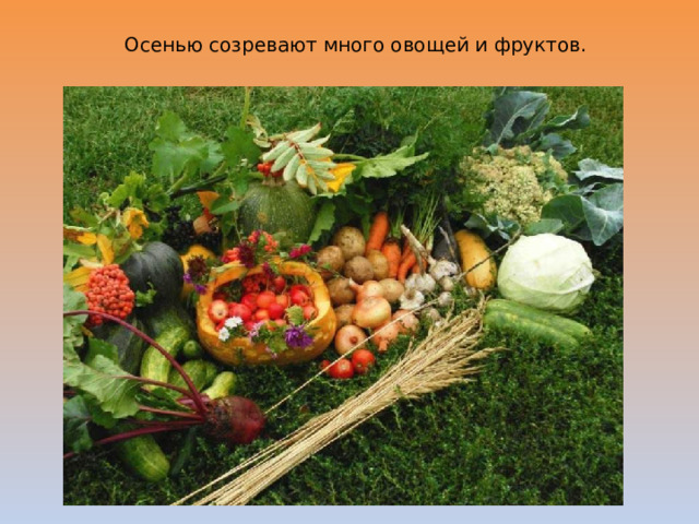 Осенью созревают много овощей и фруктов. 