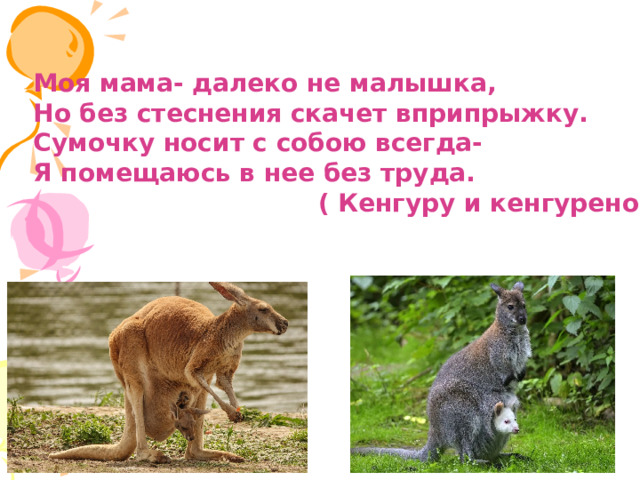 Моя мама- далеко не малышка, Но без стеснения скачет вприпрыжку. Сумочку носит с собою всегда- Я помещаюсь в нее без труда.  ( Кенгуру и кенгуренок) 