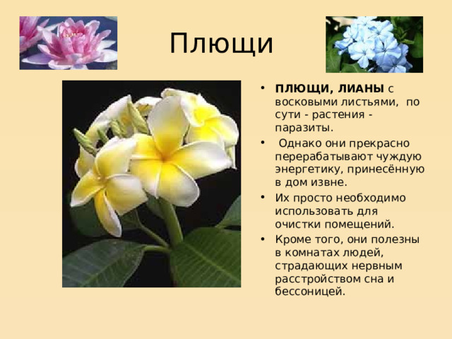 Плющи ПЛЮЩИ, ЛИАНЫ с восковыми листьями, по сути - растения - паразиты.  Однако они прекрасно перерабатывают чуждую энергетику, принесённую в дом извне. Их просто необходимо использовать для очистки помещений. Кроме того, они полезны в комнатах людей, страдающих нервным расстройством сна и бессоницей. 