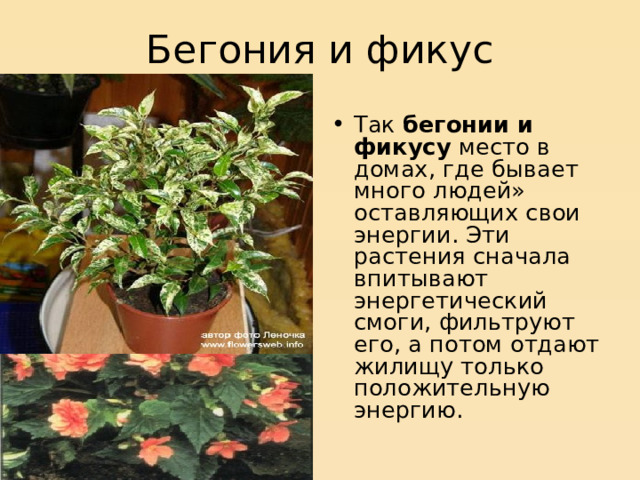 Бегония и фикус Так бегонии и фикусу место в домах, где бывает много людей» оставляющих свои энергии. Эти растения сначала впитывают энергетический смоги, фильтруют его, а по­том отдают жилищу только положительную энергию. 