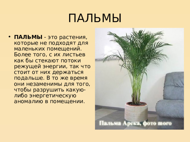 ПАЛЬМЫ ПАЛЬМЫ - это растения, которые не подходят для маленьких помещений. Более того, с их листьев как бы стекают потоки режущей энергии, так что стоит от них держаться подальше. В то же время они незаменимы для того, чтобы разрушить какую-либо энергетическую аномалию в помещении.   