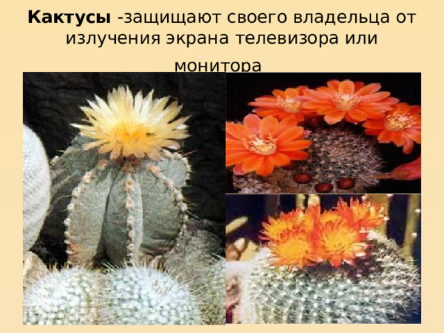 Кактусы -защищают своего владельца от излучения экрана телевизора или монитора  