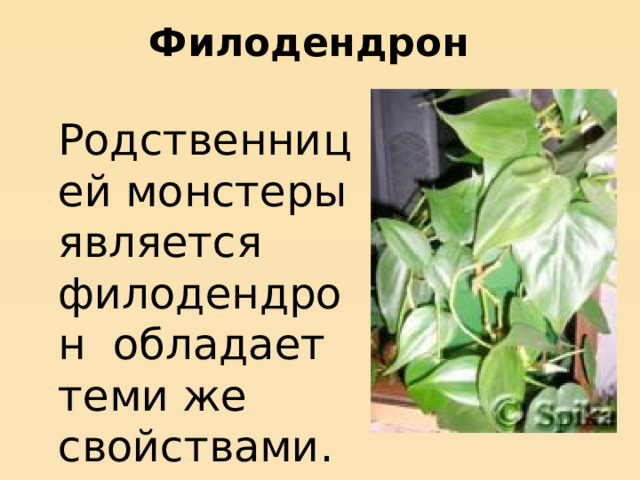 Филодендрон  Родственницей монстеры является филодендрон обладает теми же свойствами.  