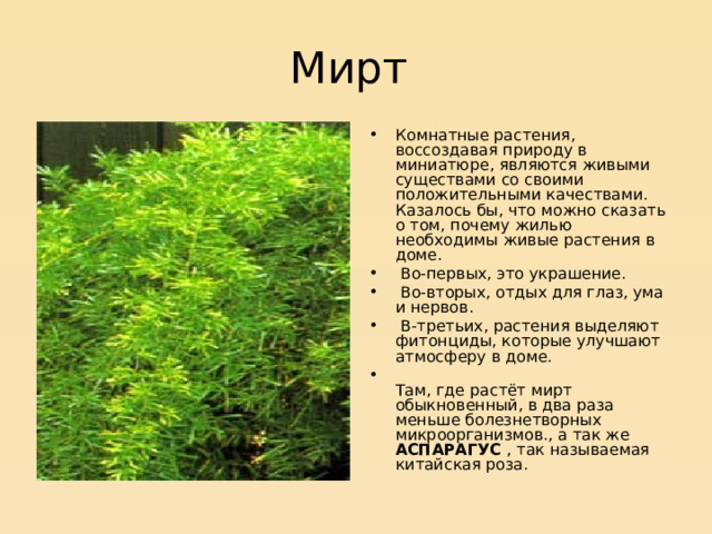 Мирт Комнатные растения, воссоздавая природу в миниатюре, являются живыми существами со своими положительными качествами. Казалось бы, что можно сказать о том, почему жилью необходимы живые растения в доме.  Во-первых, это украшение.  Во-вторых, отдых для глаз, ума и нервов.  В-третьих, растения выделяют фитонциды, которые улучшают атмосферу в доме.  Там, где растёт мирт обыкновенный, в два раза меньше болезнетворных микроорганизмов., а так же АСПАРАГУС , так называемая китайская роза. 