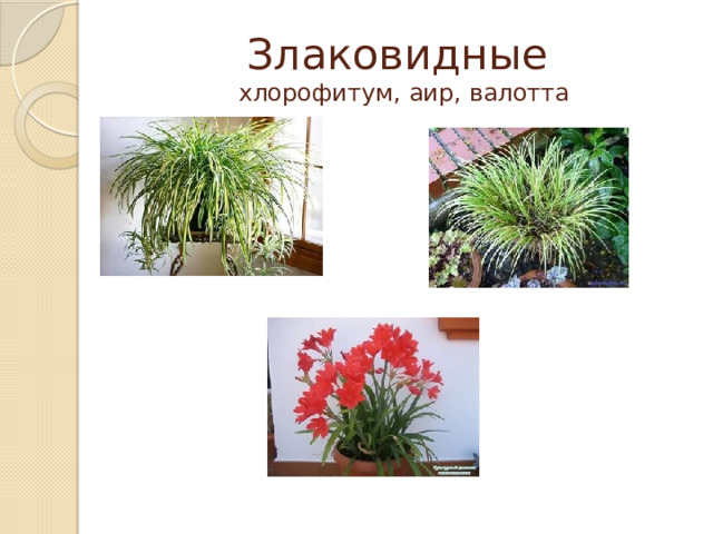Злаковидные  хлорофитум, аир, валотта 