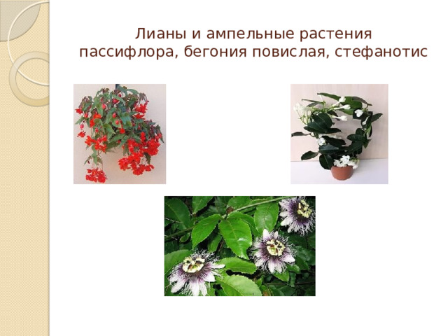 Лианы и ампельные растения  пассифлора, бегония повислая, стефанотис 