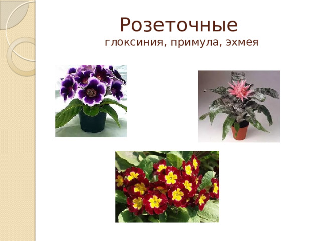 Розеточные  глоксиния, примула, эхмея 