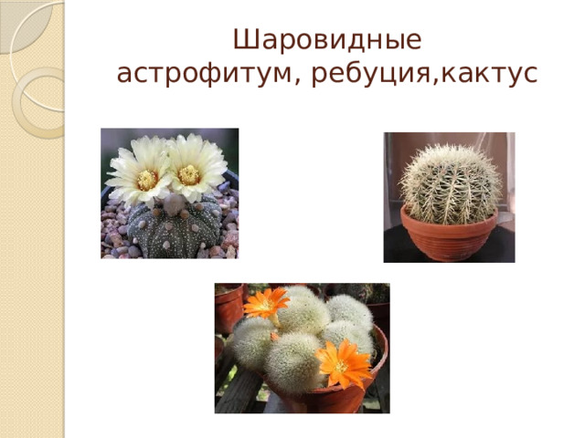 Шаровидные  астрофитум, ребуция,кактус 