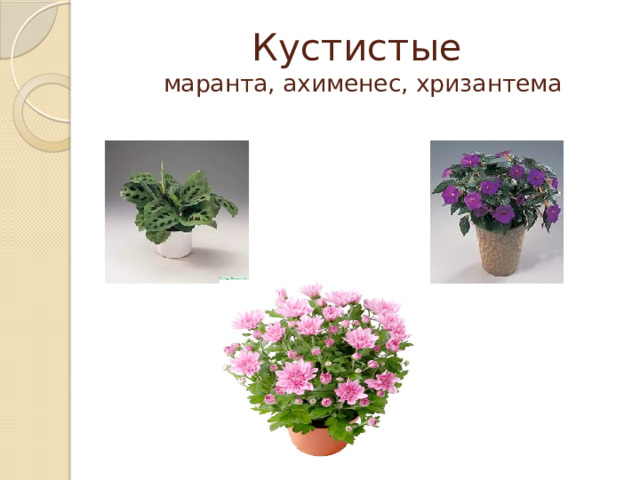 Кустистые  маранта, ахименес, хризантема 