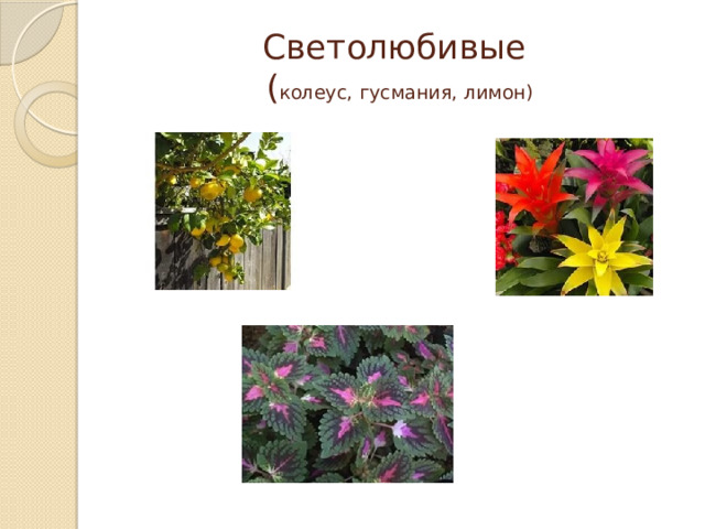 Светолюбивые  ( колеус, гусмания, лимон) 