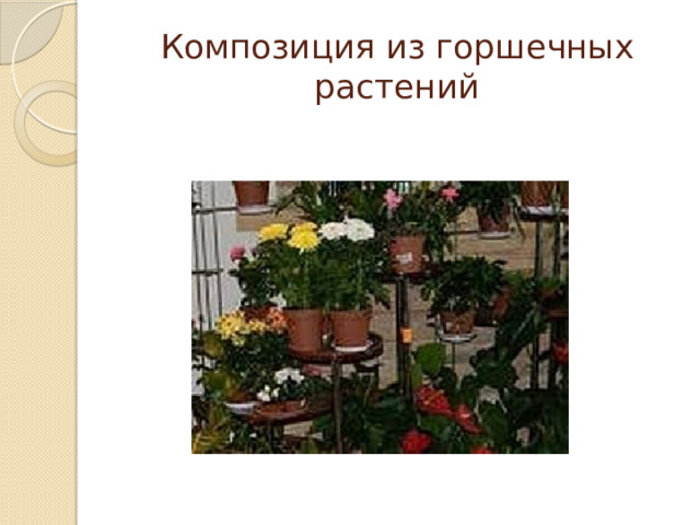 Композиция из горшечных растений 