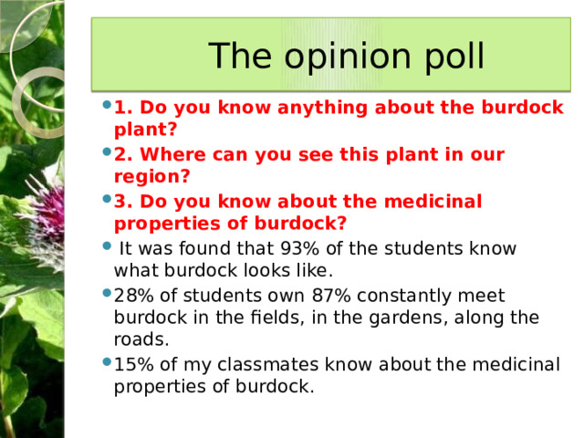 The opinion poll 1. Do you know anything about the burdock plant? 2. Where can you see this plant in our region? 3. Do you know about the medicinal properties of burdock?  It was found that 93% of the students know what burdock looks like. 28% of students own 87% constantly meet burdock in the fields, in the gardens, along the roads. 15% of my classmates know about the medicinal properties of burdock. 