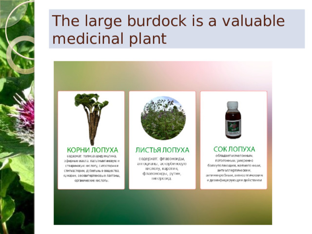 The large burdock is a valuable medicinal plant 