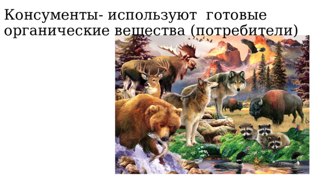 Консументы- используют готовые органические вещества (потребители) 