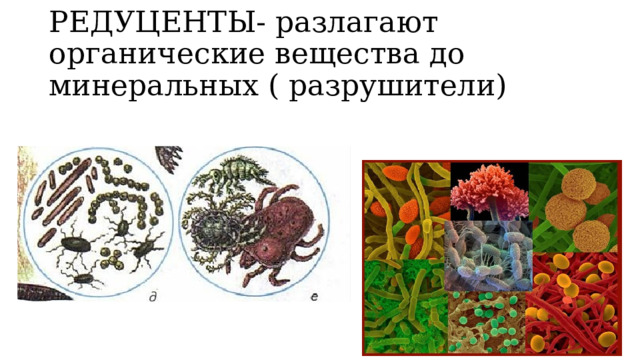 РЕДУЦЕНТЫ- разлагают органические вещества до минеральных ( разрушители) 