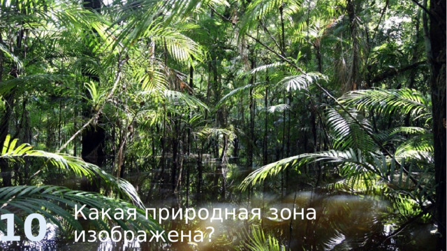 Какая природная зона изображена? 10 