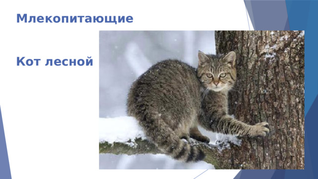 Млекопитающие    Кот лесной 