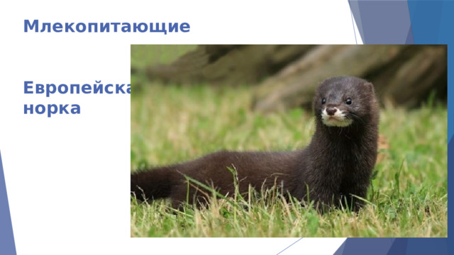 Млекопитающие    Европейская  норка 