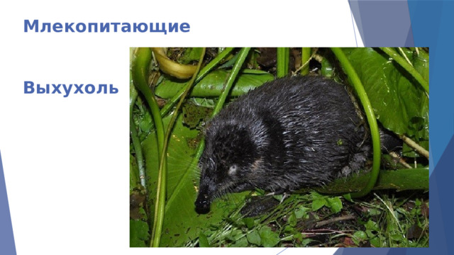 Млекопитающие    Выхухоль 