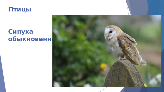 Птицы    Сипуха  обыкновенная 